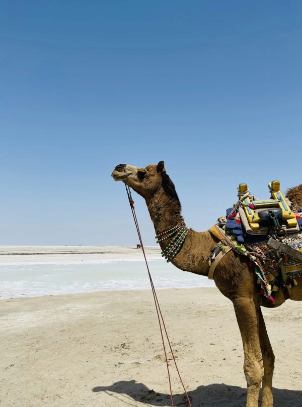 Gujarat travel destination